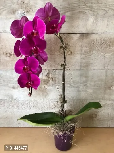 Natural Orchid Plant