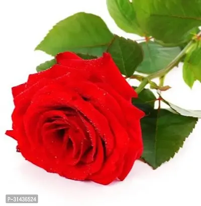 Natural Rose Plant-thumb0