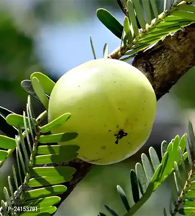 Amla Plant-thumb0