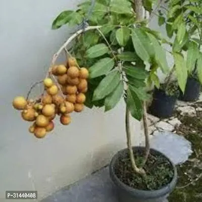 Natural Litchi Plant-thumb0