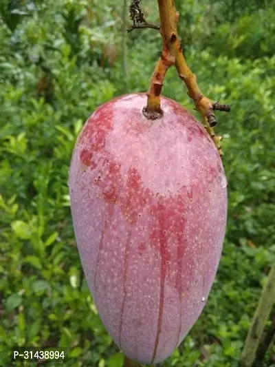 Natural Mango Plant-thumb0