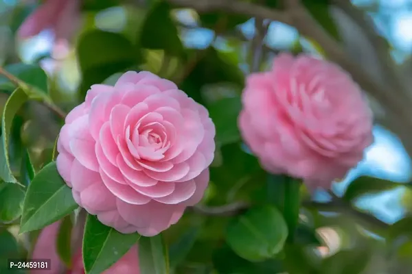 Natural Rose Plant-thumb0