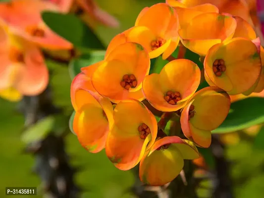 Natural Euphorbia Plant