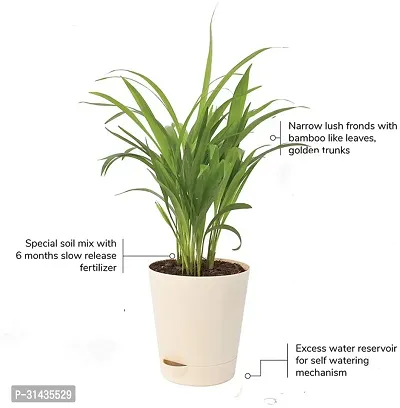 Natural Areca Palm Plant-thumb3