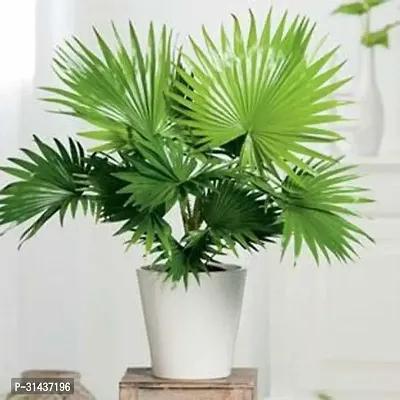 Natural China Palm Plant-thumb0