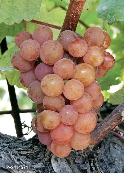 Grapes Plant