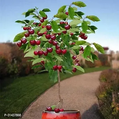 Natural Cherry Fruit Plant-thumb0