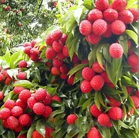 Natural Litchi Plant-thumb1