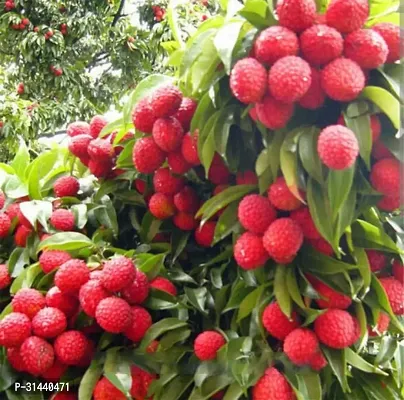 Natural Litchi Plant-thumb2