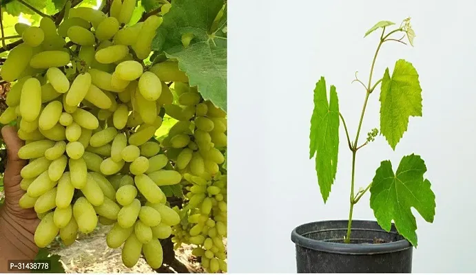 Natural Grape Plant-thumb0