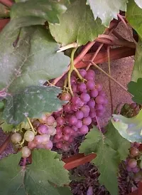 Grapes Plant-thumb2