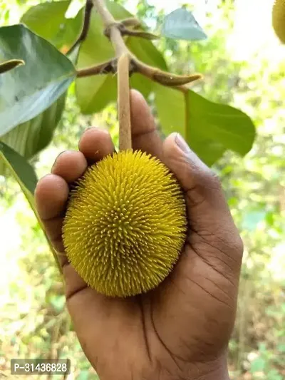 Natural Jack Fruit Plant