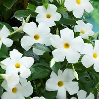 Natural Mandevilla Plant-thumb1