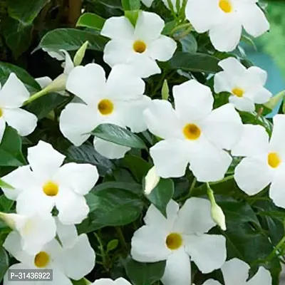 Natural Mandevilla Plant-thumb2