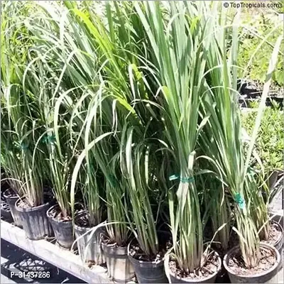 Natural Lemon Grass Plant