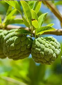 Custard Apple Plant-thumb2