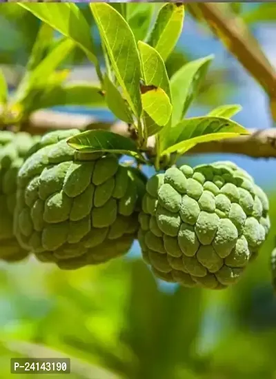 Custard Apple Plant-thumb3