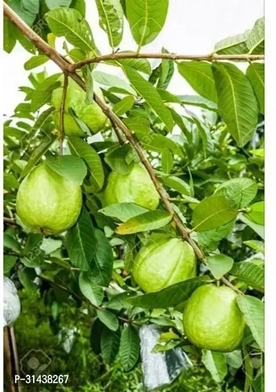 Natural Guava Plant-thumb0