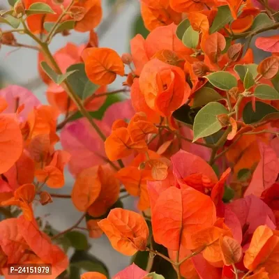 Bougainvillea Plant