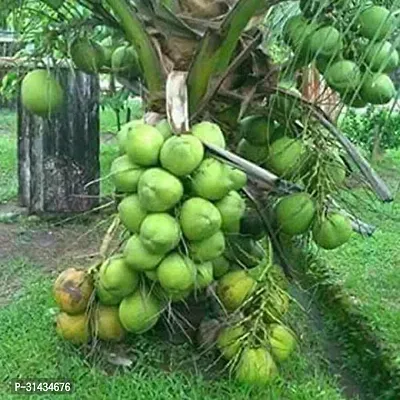 Natural Coconut Plant