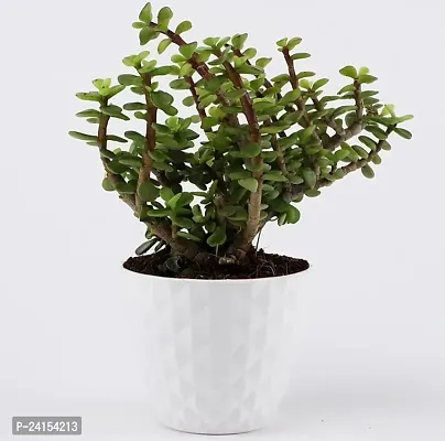 Jade Plant