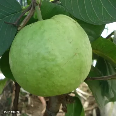 Natural Guava Plant-thumb2