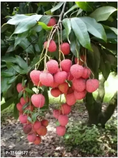 Natural Litchi Plant-thumb0