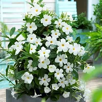 Natural Mandevilla Plant-thumb1