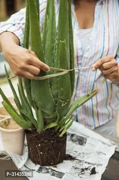 Natural Aloe Vera Plant-thumb0