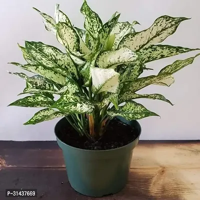 Natural Philodendron Plant