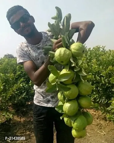 Natural Guava Plant-thumb0