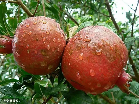 Pomegranate Plant-thumb0