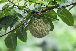 Custard Apple Plant-thumb1