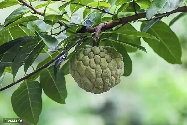 Custard Apple Plant-thumb2