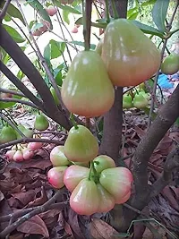 Natural Java Plum Plant-thumb1