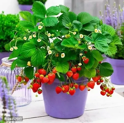 Strawberry Plant