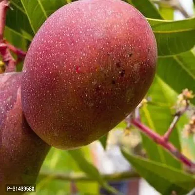 Natural Mango Plant-thumb0