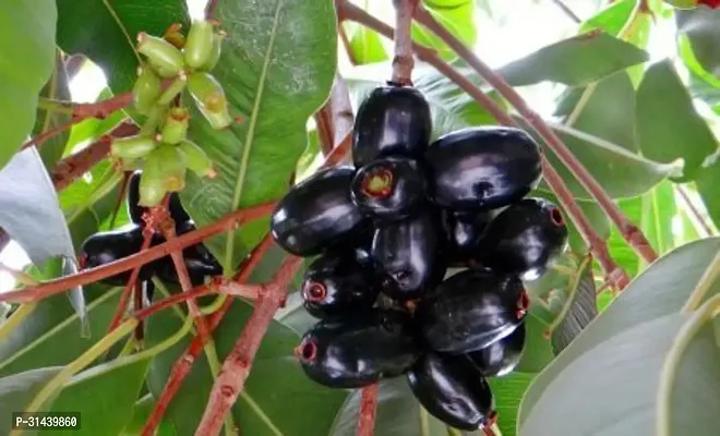 Natural Jamun Plant-thumb0