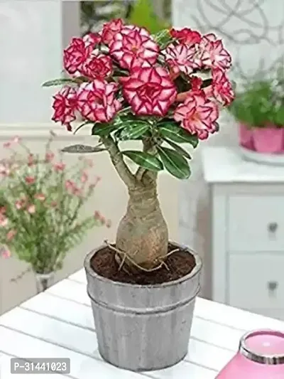 Natural Adenium Plant