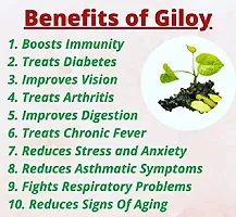 Giloy Plant-thumb3