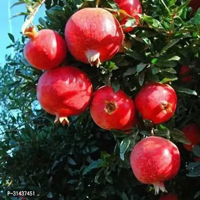 Natural Pomegranate Plant-thumb0