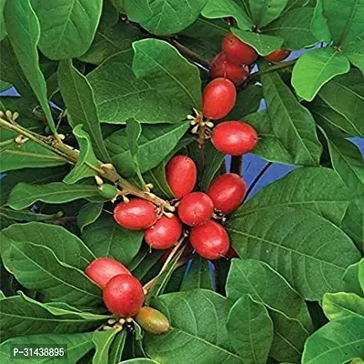 Natural Berry Plant