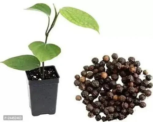 Natural Pepper Plant-thumb2