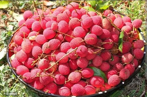 Natural Litchi Plant