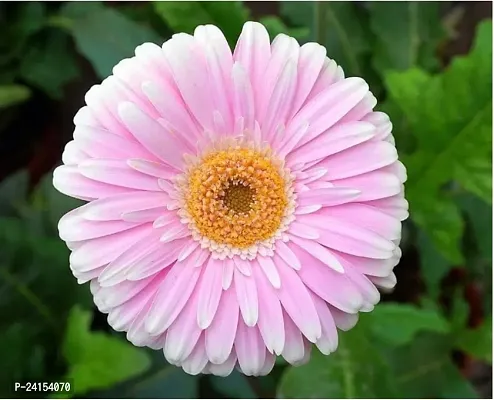 Gerbera Plant