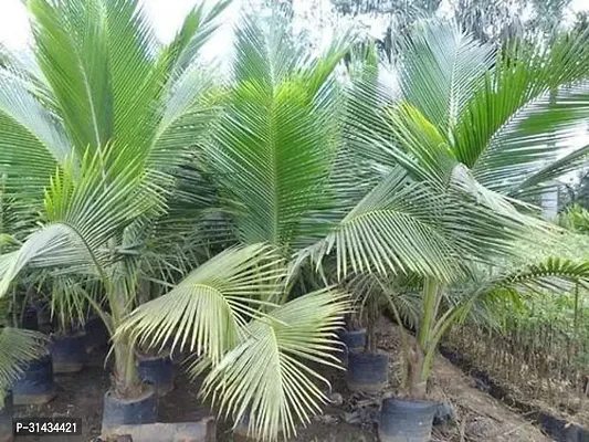 Natural Coconut Plant-thumb4