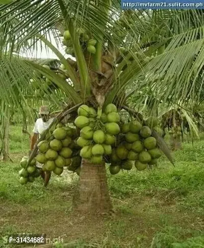 Natural Coconut Plant