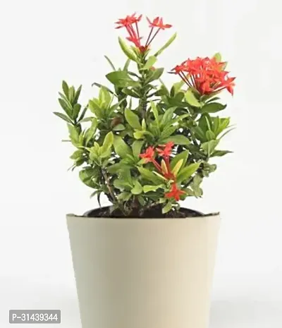 Natural Trothic Ixora/Chethi Plant-thumb0