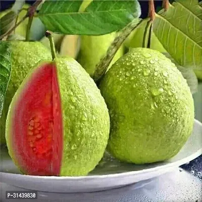 Natural Guava Plant