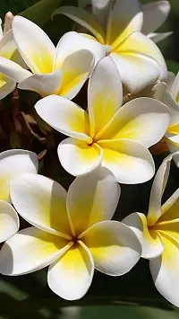 Natural Plumeria Plant-thumb3